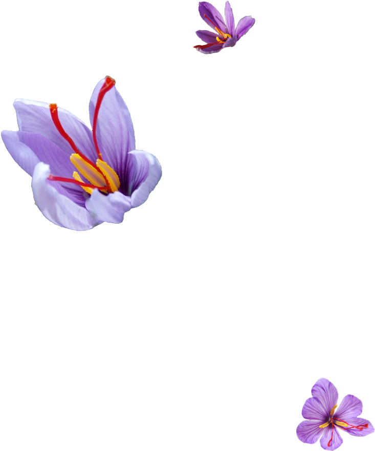 ハピネス堂 - 公式オンラインストア | HAPPINESSDO.jp